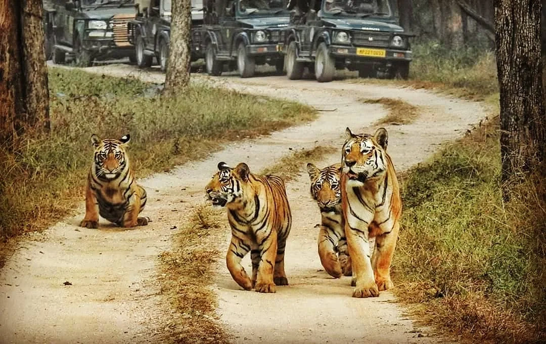 Corbett Safari